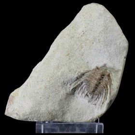 Kettneraspis-williamsis_Devonian_trilobite_Oklahoma_USA